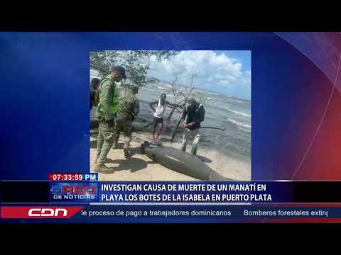 Investigan muerte de manatí en playa Los Botes de La Isabela en Puerto Plata