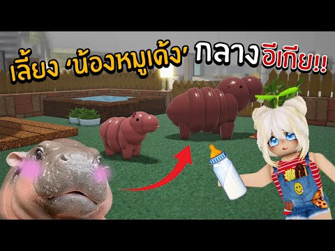 เลี้ยงน้องหมูเด้งกลางอีเกีย!