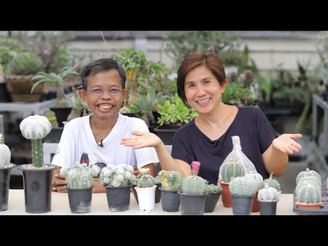 วิธีเพาะพันธุ์แอสโตร-Astrophyt วิธีเพาะพันธุ์แอสโตร-Astrophyt