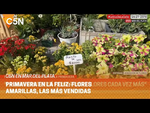 PRIMAVERA en MAR DEL PLATA: las FLORES AMARILLAS, las más PEDIDAS