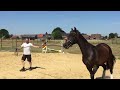 Dressage horse Knap 2 jarig zwart-bruin dressuurpaard