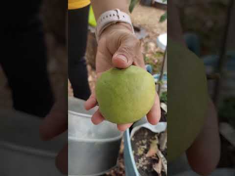 แบบนี้จะกำลังกินเลยครับสวนครั