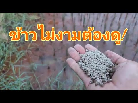 การปรับค่ากรดด่างในดินเพื่อปล