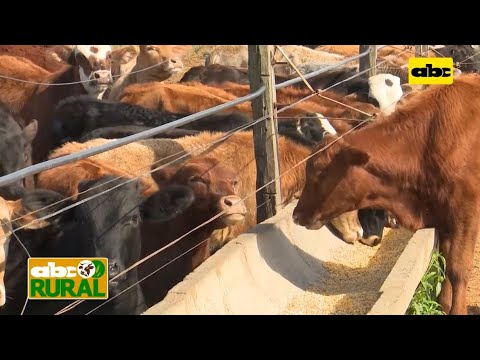 ABC Rural: Confinamiento de ganado para engorde en estancias