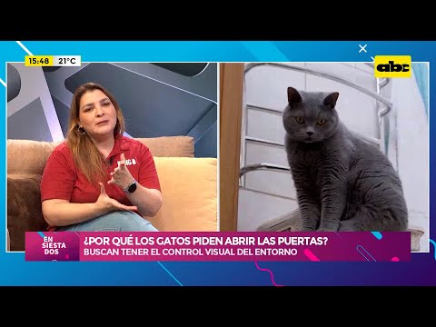 ¿Por qué a los gatos no les gustan las puertas cerradas? Conocé el motivo