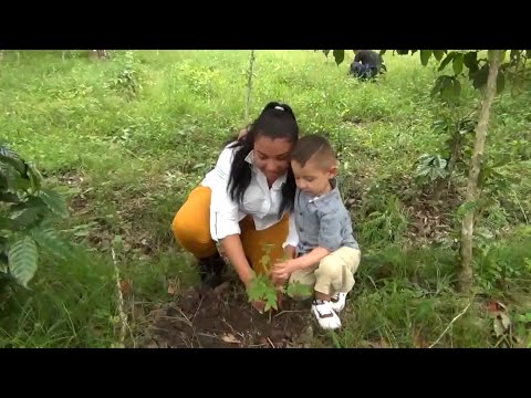 Nicaragua prevé sembrar 25 millones de árboles