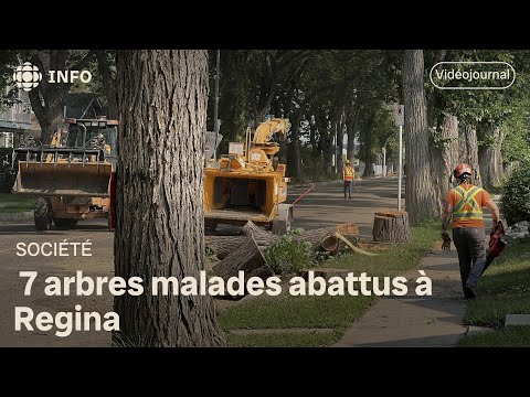 7 arbres malades abattus à Regina | Vidéojournal Saskatchewan