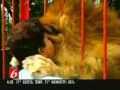 Lion kisses rescuer