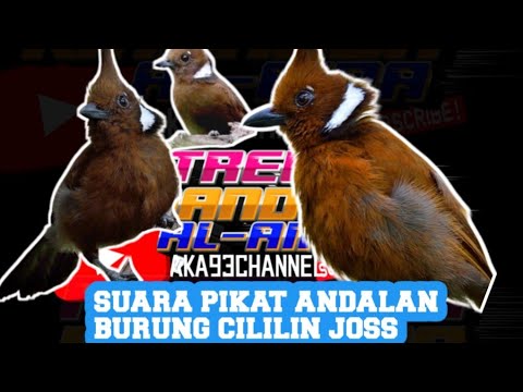 suara  pikat burung cililin susah turun di jamin ampuh