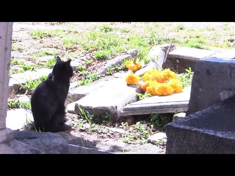 A puerta cerrada, panteones de Morelia en víspera de la Noche de Muertos