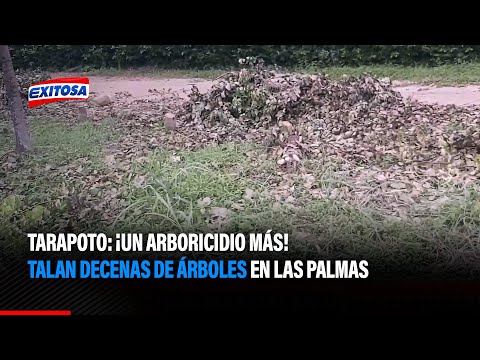 Tarapoto: ¡Un arboricidio más! Talan decenas de árboles en Las Palmas