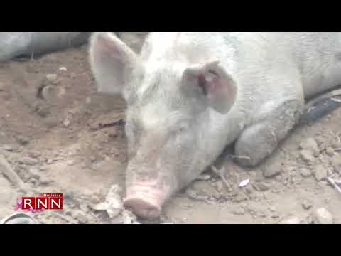 Productores de San Juan piden al gobierno asistir por muertes de cerdo