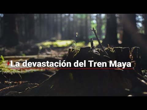 ¡Talan más de 10 millones de árboles por Tren Maya!