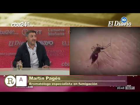 Epidemia de dengue en Córdoba: la estrategia municipal para combatirlo, en Redacción Abierta