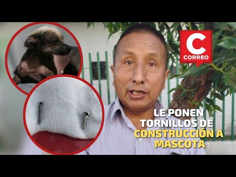 Arequipa: Denuncia que le colocaron tornillos de construcción a su mascota