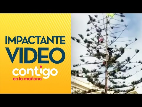 IMPACTANTE: Personas duermen en árbol en Antofagasta - Contigo en La Mañana