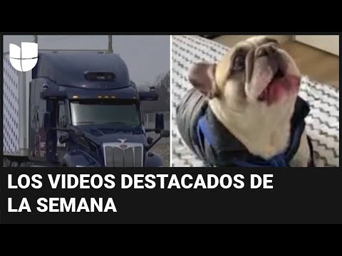 Camiones sin conductor en Texas y un perro que habla: videos destacados de la semana