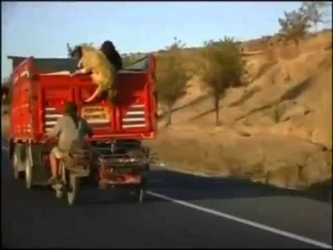 Video: Zmoniu isradingumas nemazeja - 