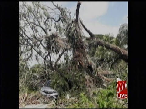Municipal Police Vehicles Damaged By Fallen Tree