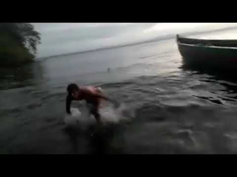 Avistamiento de tiburones en las Isla de Ometepe - Nicaragua