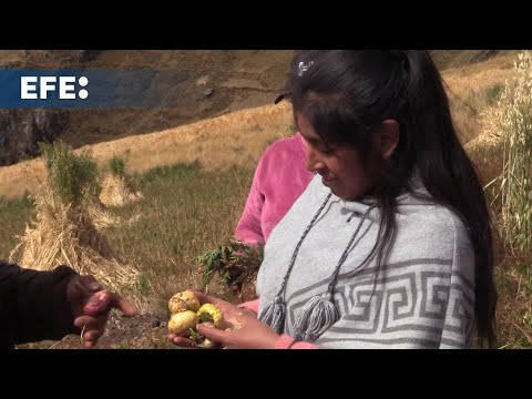 Los jóvenes que sueñan con expandir el valor de sus cultivos en los Andes de Perú