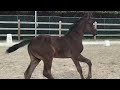 Dressage horse Chique merrieveulen uit Fürst Dior