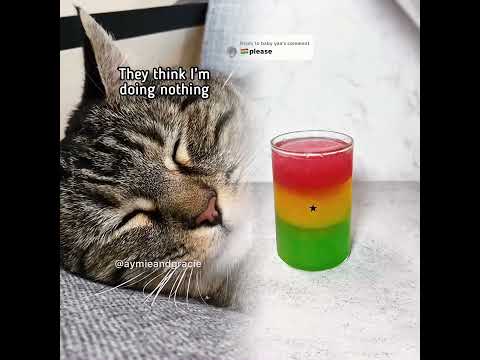 #pov#cat#catfunny#humor#funny#viral