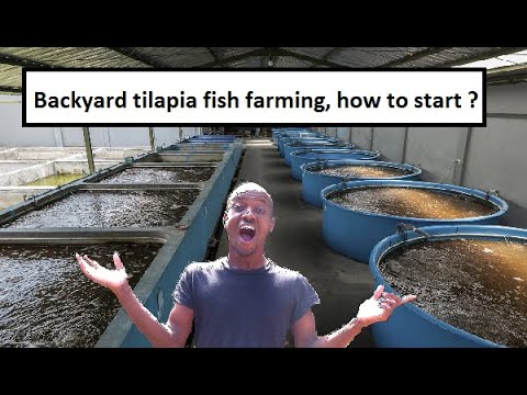 HOW TO START YOUR VERY OWN TILAPIA FISH FARM Tilapia fish farming in Jamaica

This video shares with you more intimate know-how in designing and 