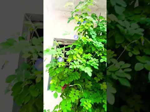 🌱अपने हाथों से लगाए गए पौधे आपकी आत्मा को तृप्त करते हैं🪴👍👌 ||#garden #plants #funny #health #shorts