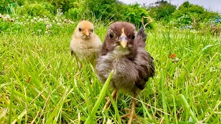 動画サムネイル