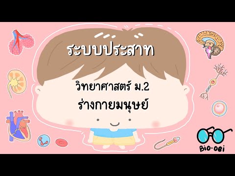 Bio oei สรุปร่างกายมนุษย์ม.2ระบบประสาทBiooei