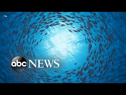 Up to 90% of marine species at risk due to climate change: Study