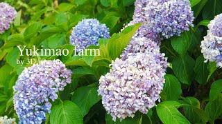 【ゆきまおカメラ部】ゆきまおファーム（夏野菜終わり時）【Yukimao farm　by 3D woman】