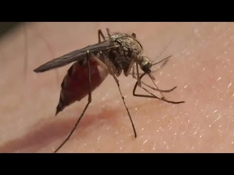 Hay ocho focos de dengue en la ciudad - Teleantioquia Noticias