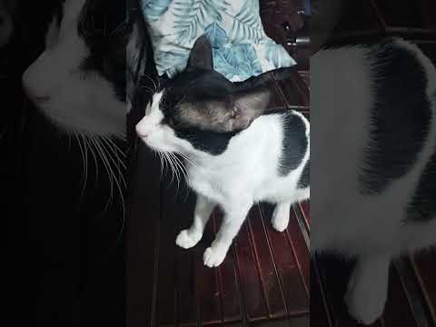 Daily afurrmations🥰 #Manifesting Billion$❤️