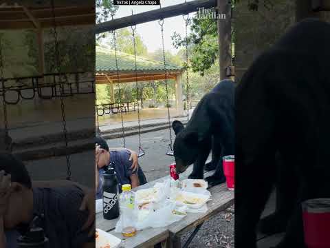 Bear devours picnic inches away from onlookers in Mexico