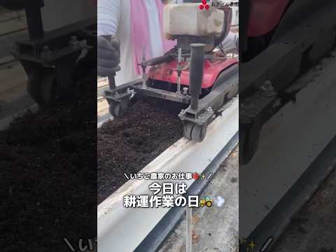 【いちご栽培】培地耕運機を使ってみました‼️#shorts