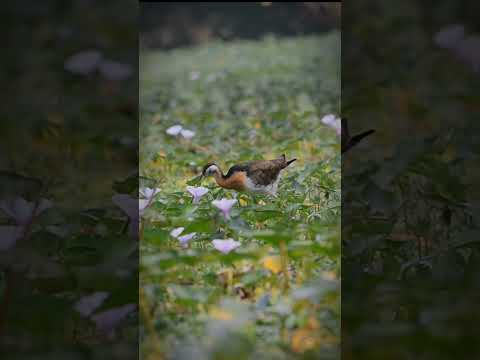 Water-hen wildlife photography / Bronze-winged Jacana | #birds #wildlife #ytshorts