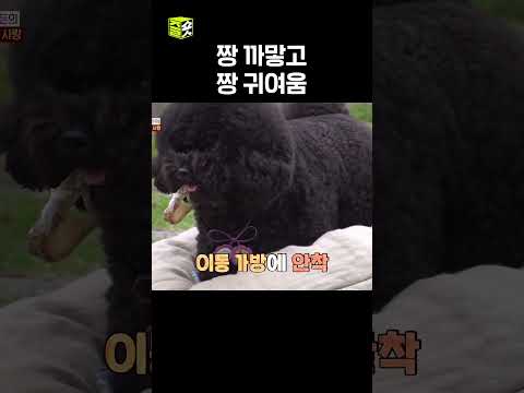 당신 강아지 뚱쭝해요 #TV동물농장 #우와한비디오 #우와비 #shorts