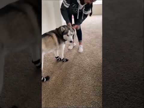Trying dog socks for the first time 🤣🤣🤣 #dog #funny #pets
