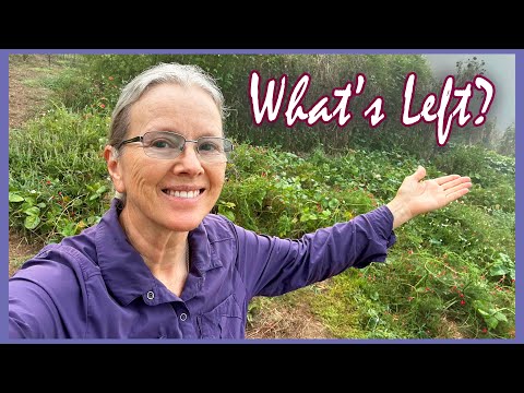 September Garden | Sweet Potato Harvest, Brassicas, Pole Beans, SPIDERS!