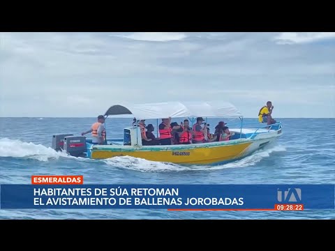 Expectativa crece en operadores turísticos por llegada de ballenas jorobadas a costas ecuatorianas