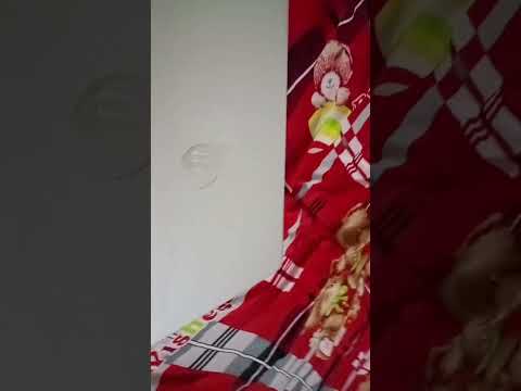 A dog Plant's Chips Tree 🍟 #ai #dog  #chips  #shorts