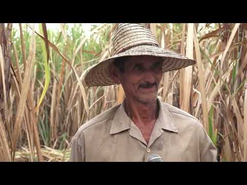 Trabajadores azucareros de Niquero aportan al cumplimiento de la zafra azucarera