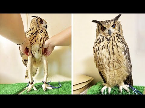 นี่คือขาของนกฮูก!!-ที่หลายคนเข นี่คือขาของนกฮูก!!-ที่หลายคนเข