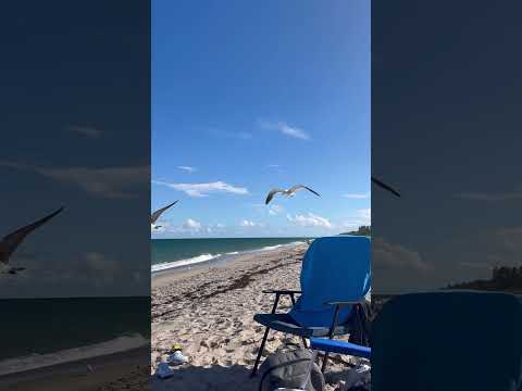 Florida Life 🌊 #shorts #florida #floridalife #ocean #seagulls