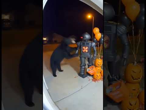 Bear fights robot #shorts #robotics #robot