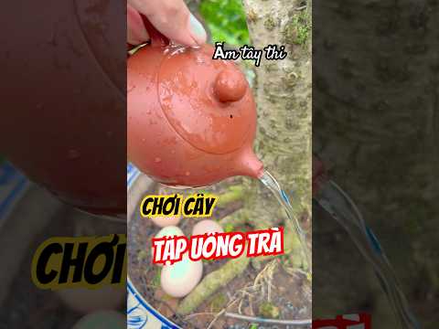 Ấm tử sa - bộ ấm tây thi sắm về vừa ngắm cây và uống trà #tuanbonsai #ấm_trà_tử_sa #ấm_tây_thi #cây