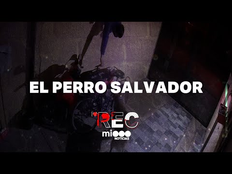 EL PERRO SALVADOR - DALE UN TIRO - #REC