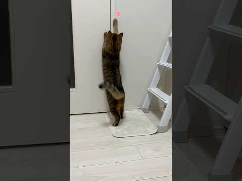 運動不足の猫がレーザーおもちゃで遊んだ結果と遊び方のコツ サムネイル